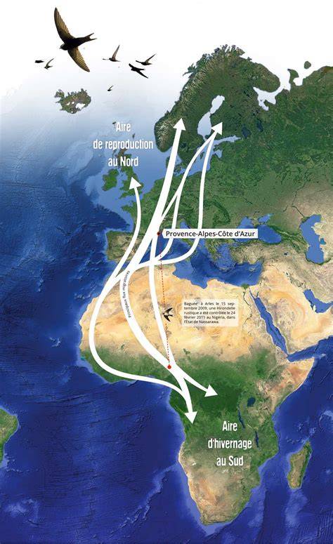 Carte migration hirondelles Europe Afrique