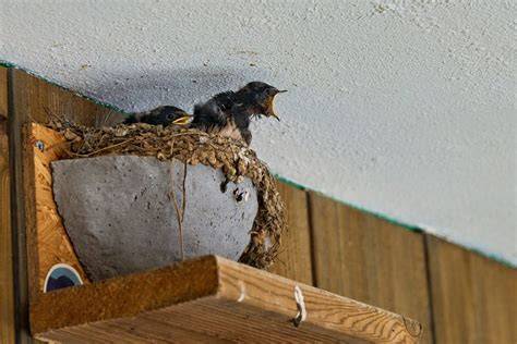 Hirondelle construisant son nid sous toiture