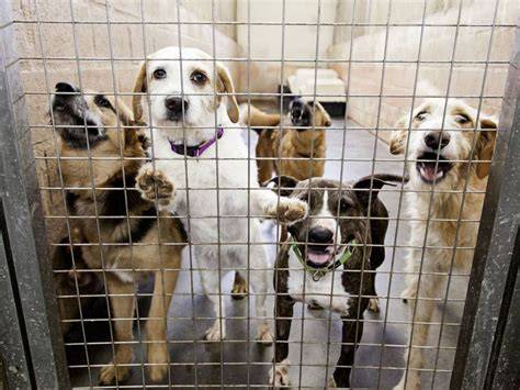 Chiens et chats dans un refuge animalier