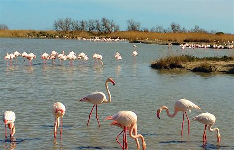 Flamants roses dans les étangs de Camargue