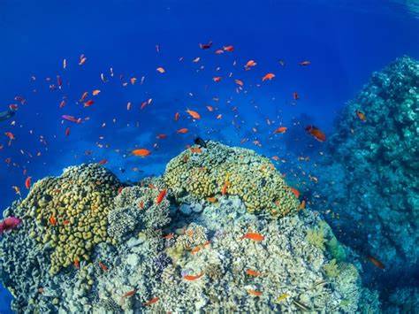 Snorkeling sur récif corallien mer Rouge