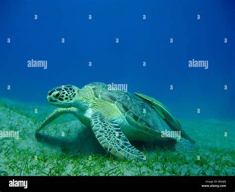 Une tortue verte dans les herbiers marins