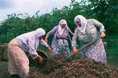 Récolte de noisettes en Turquie